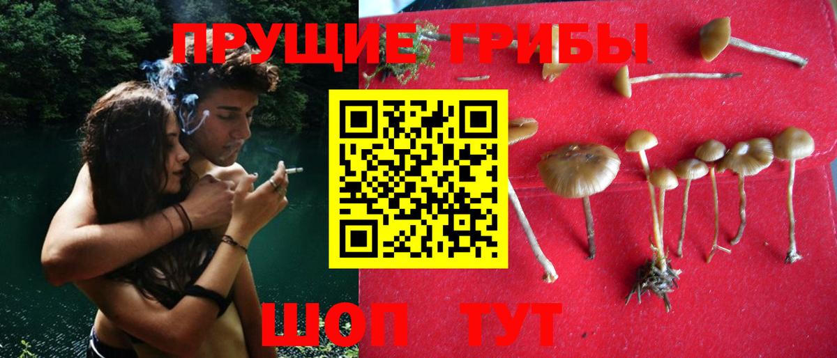 Апшеронск  Галлюциногенные грибы Psilocybine cubensis  Вход с VPN 